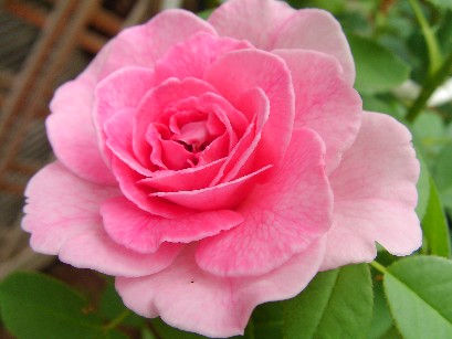 f0002833_9101596.jpg