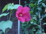 c0122445_14262541.jpg