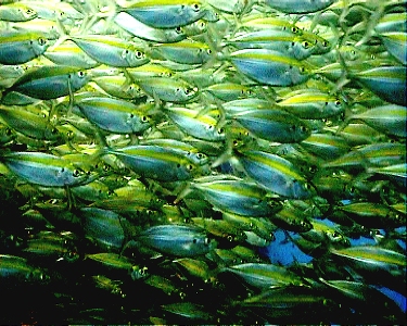 e0027447_1375487.jpg