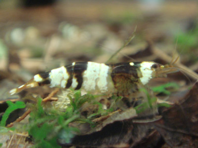 d0096356_21591692.jpg