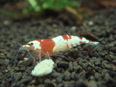 d0096356_2159231.jpg