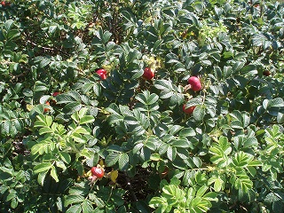 e0004756_2122331.jpg