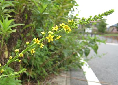 c0131907_17184647.jpg