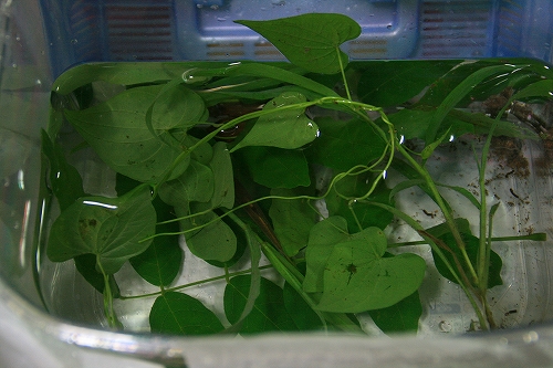 f0034007_2291521.jpg