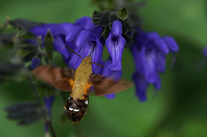 d0089024_1015370.jpg