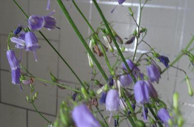 c0109235_22391417.jpg