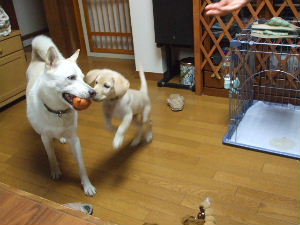 f0005081_1556446.jpg