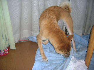 c0123890_1722073.jpg