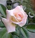 e0098908_21463258.jpg