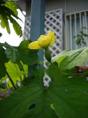 e0058443_23445544.jpg