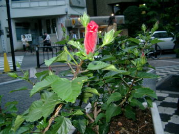 a0085663_18233584.jpg