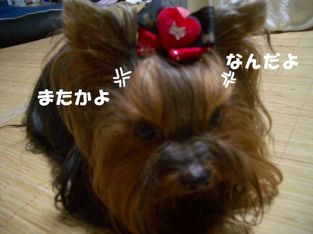 c0031582_22222768.jpg