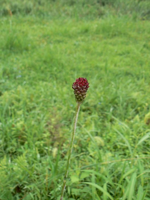 c0086014_21191554.jpg