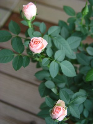b0031925_956253.jpg