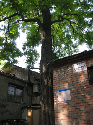 d0085939_22125623.jpg