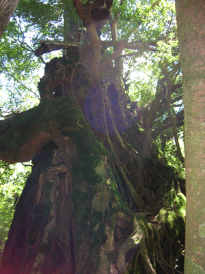 f0007540_1255812.gif