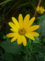 e0080345_8174417.jpg