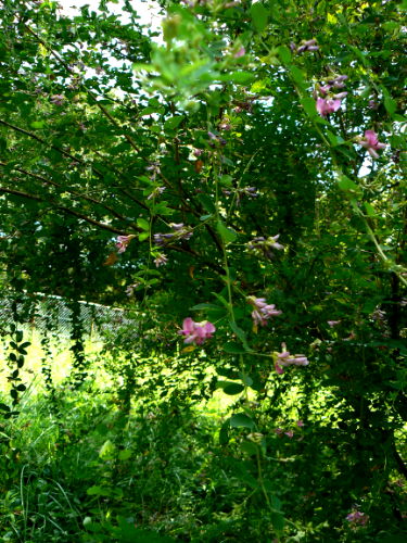 d0091754_23331396.jpg