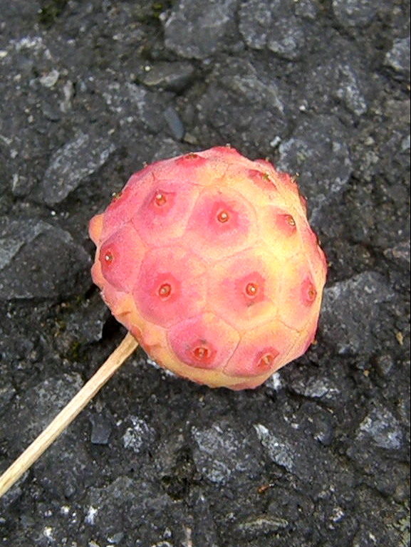 e0064158_3212790.jpg