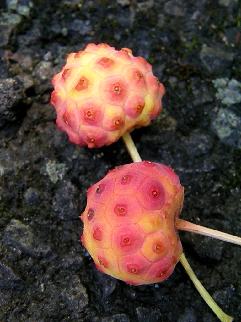 e0064158_321438.jpg