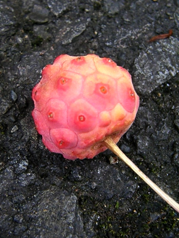 e0064158_3215023.jpg