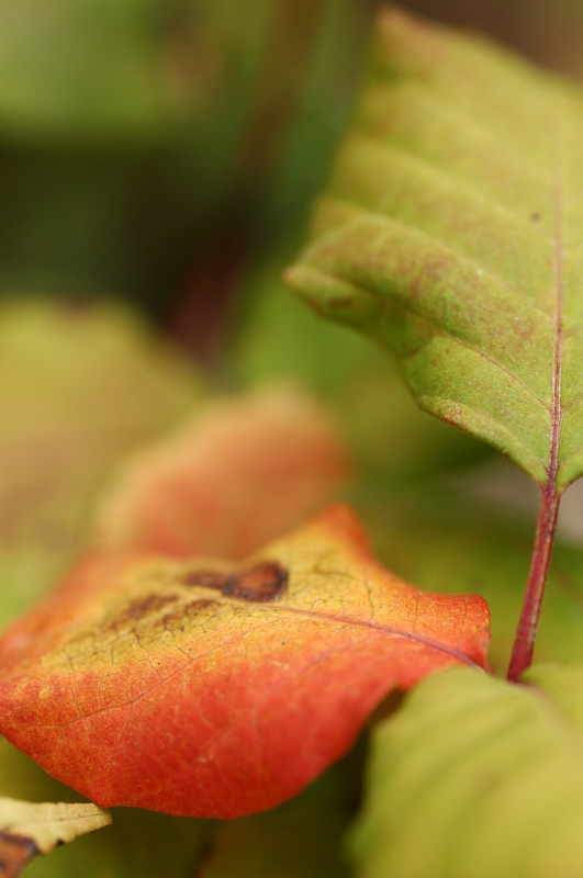 c0084666_950113.jpg