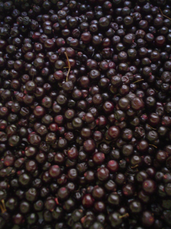 f0056476_5464287.jpg