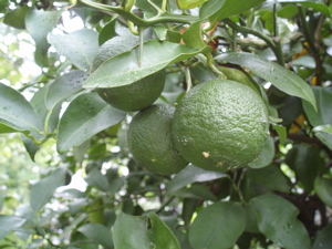 f0130894_22254389.jpg