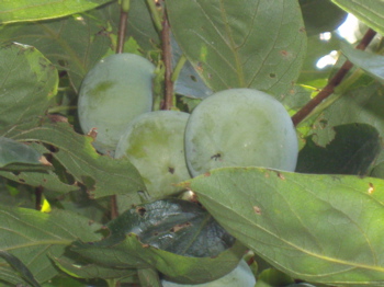 f0130894_22275011.jpg