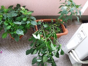 b0071405_11282695.jpg