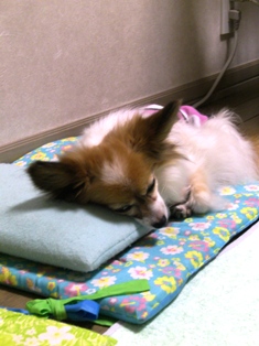 e0043162_2012720.jpg