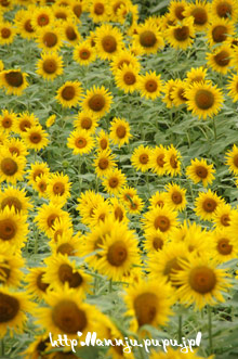 c0051385_015016.jpg