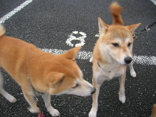 c0123890_1873362.jpg