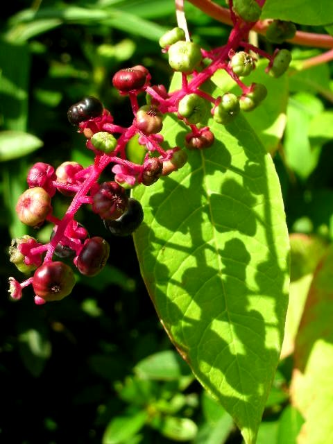 f0083400_1839114.jpg