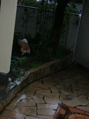 d0104705_9162297.jpg