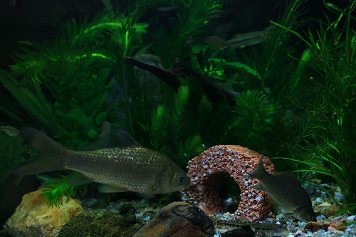 f0034007_2302013.jpg