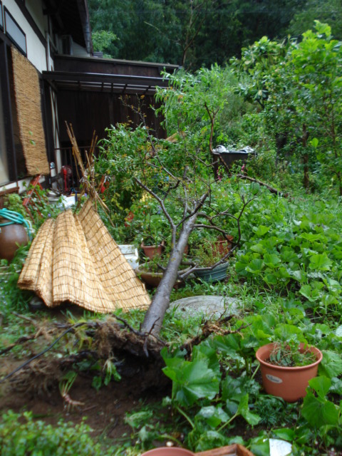 e0015108_836273.jpg