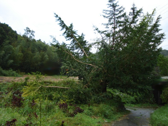 e0015108_8403855.jpg