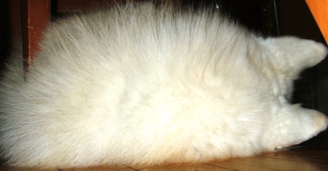 e0024126_2016442.jpg