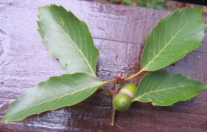 e0049740_1737626.jpg