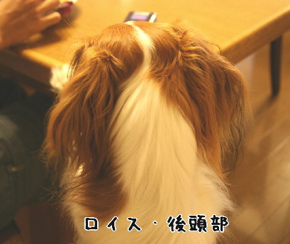 d0013149_2191139.jpg