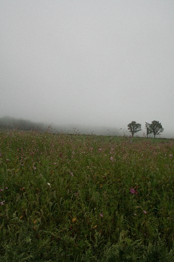e0068962_17153611.jpg