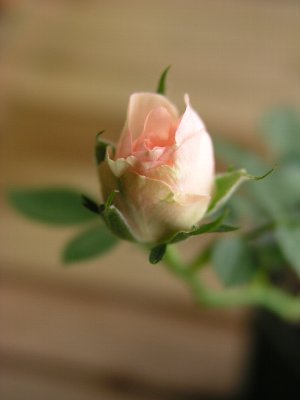 b0031925_9482466.jpg