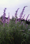 e0094325_19145665.jpg