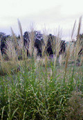 e0094325_1915862.jpg