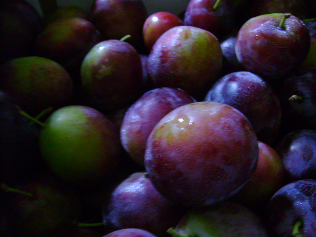 d0104926_5314557.jpg