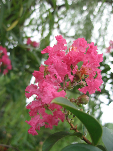 b0088037_8114525.jpg