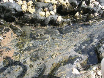 f0007540_11241157.gif