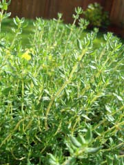 c0103793_10594358.jpg