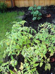 c0103793_1125462.jpg